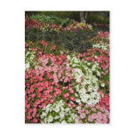 On a cloud of petals postcard