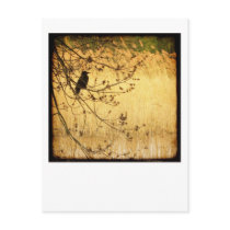 On an Evening Walk ... postcards