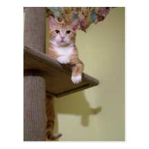 on cat tree post cards