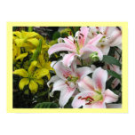 pink, white lilies, yellow, lilies, lily, flowers,