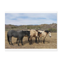 On My Walk With Ronda We Saw These Horses postcards