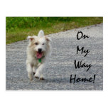 On My Way Home Doggie Post Card