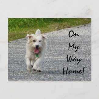 On My Way Home Doggie postcard