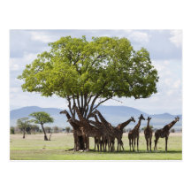 On safari in Mikumi National Park in Tanzania, Postcards