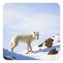 on snow covered terrain stickers