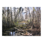 On the Bayou