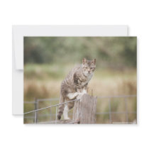 On The Fence Feral Tabby Cat Invitations by roadsideartist On The Fence Feral Tabby Cat Invitations