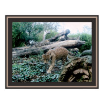 On the Prowl posters