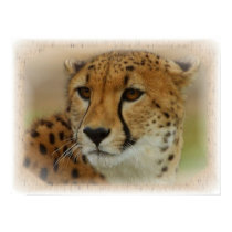 On The Prowl Poster posters