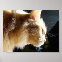 On the prowl print