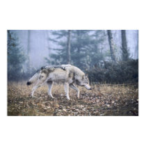 On the Prowl Timber Wolf Poster posters