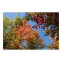 On The Tree Tops posters