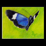 On the Wings aceo Butterfly Postcard postcards