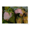 Once upon a rose posters by t1r2u3s4t Once upon a rose posters