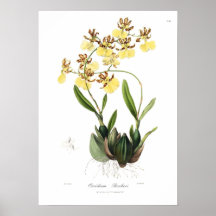 Oncidium Barkeri Print