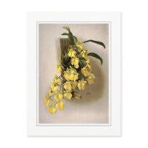 Oncidium concolor postcards