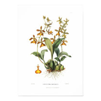 Insleayi d'Oncidium par Mlle Drake posters by Botany_Boy Insleayi d'Oncidium par Mlle Drake posters