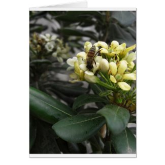 One Bee CloseUp 2 card
