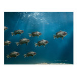 One black sea bass leading a school post cards