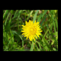 One Blooming Dandelion posters