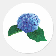 One Blue Hydrangea Sticker