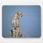 One cheetah sitting mouse pads