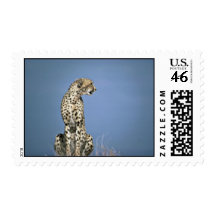 One cheetah sitting stamp