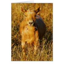 One Cute Goat cards