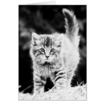 One Cute Kitty (black/white) cards