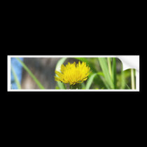 One Dandelion bumper stickers