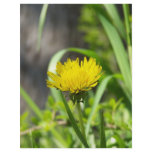 One Dandelion flyers