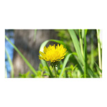 One Dandelion Photo Greeting Card