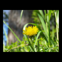 One Dandelion posters