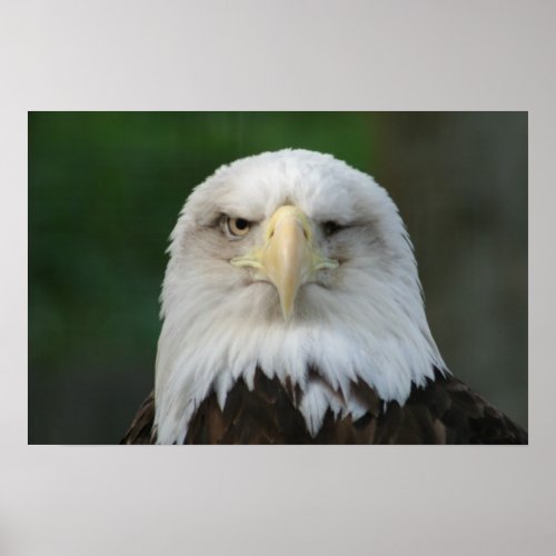 One-Eyed American Bald Eagle Poster zazzle_print