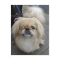one eyed dog postcards