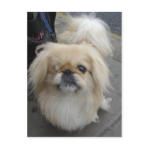 one eyed dog postcards