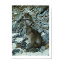 ONE EYED MONKEY posters
