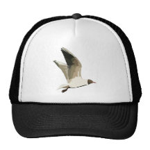 One Good Tern Hats