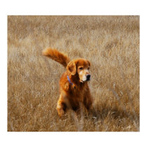 One Handsome Golden retriever posters by creative_eye One Handsome Golden retriever posters