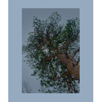 One Happy Tree t-shirts by opal_eyes One Happy Tree t-shirts