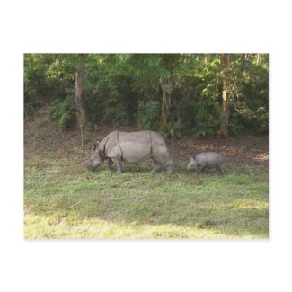 One horned rhinoceros Chitwan National Park Nepal postcard