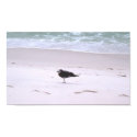 One Legged Seagull posters