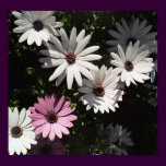 One lone pink daisy