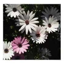 One lone pink daisy posters