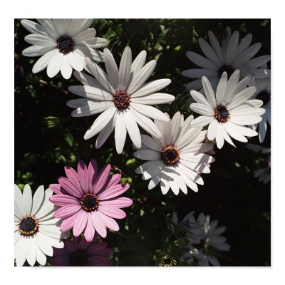 One lone pink daisy Poster by Bob_Berryman
