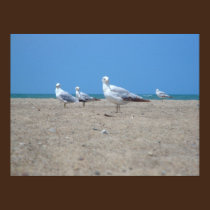 One Looks Away Seagull canvas print posters