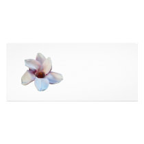 One Magnolia Blossom rack cards