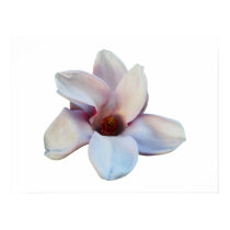 One Magnolia Blossom posters