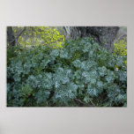 One of God's Gardens near the Salinas River Print