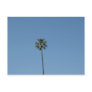 one palmtree